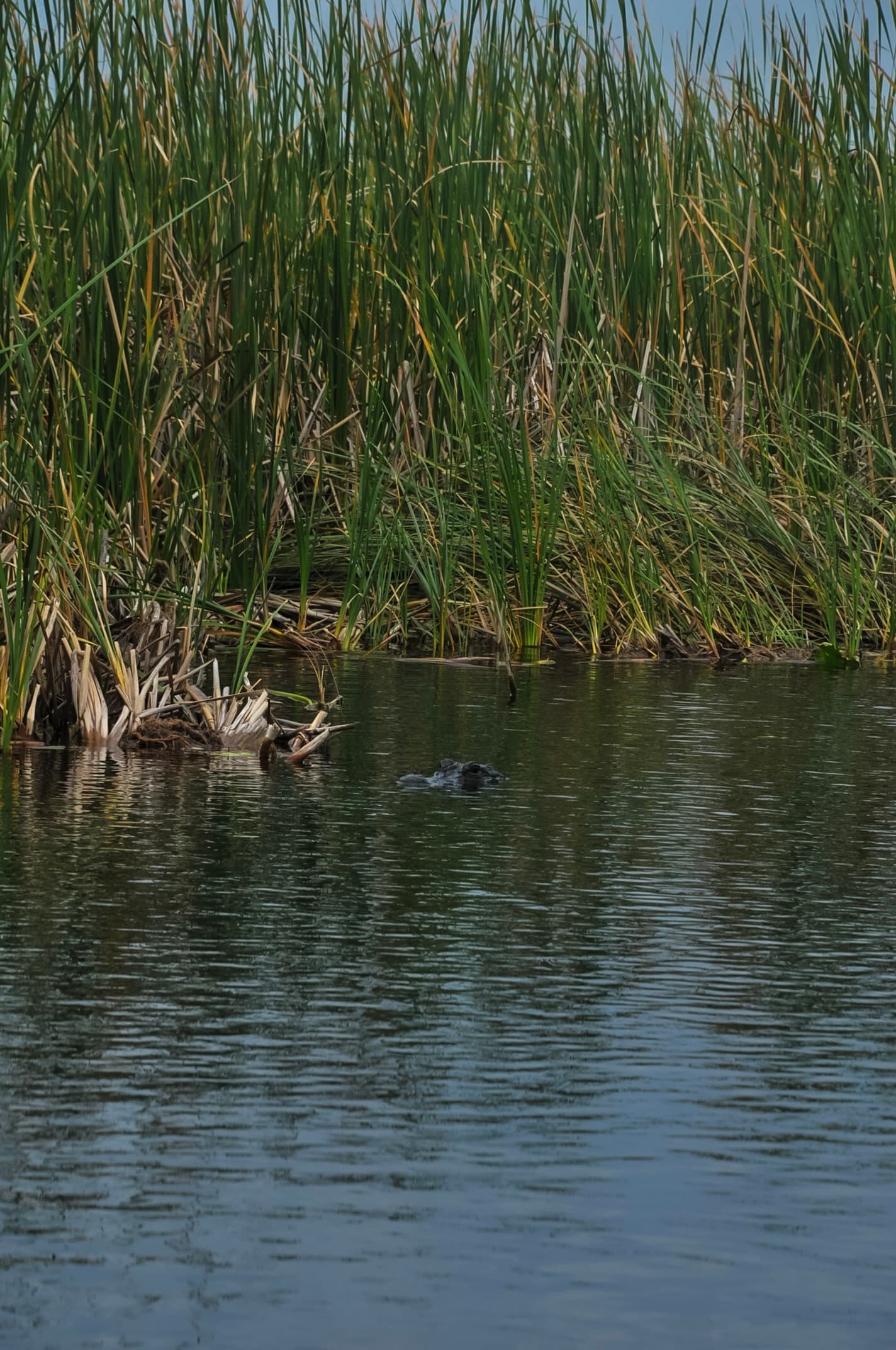 moments — 00croc.jpeg